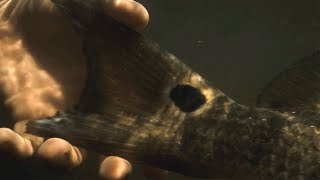 Guidelines - Fort Myers Inshore Slam