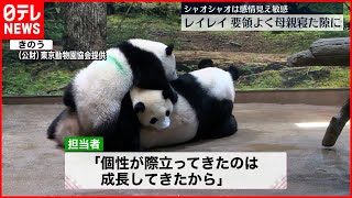 【双子パンダ】まもなく1歳  個性際立つように