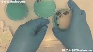 Download Lagu How to Agar Transfers , SAB, From MSS / Transfer (Agar Files) #Mycology #Mushrooms #PE6 MP3