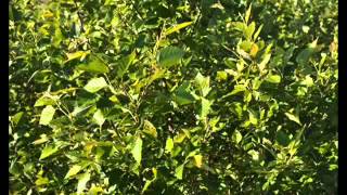 Craigslist Add for River Birch Trees In Lehigh Area  Call 215 651 8329  Mitigation Trees