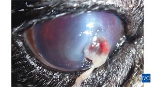 Cirugía De Una Perforación De Córnea En El Ojo De Un Perro