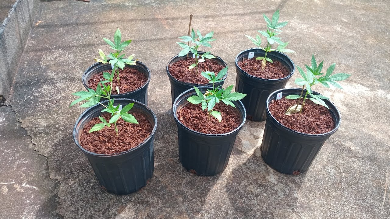 DAY 27 |  LSD-25 AUTO X RUNTZ | first topping | pheno hunt .ep1 