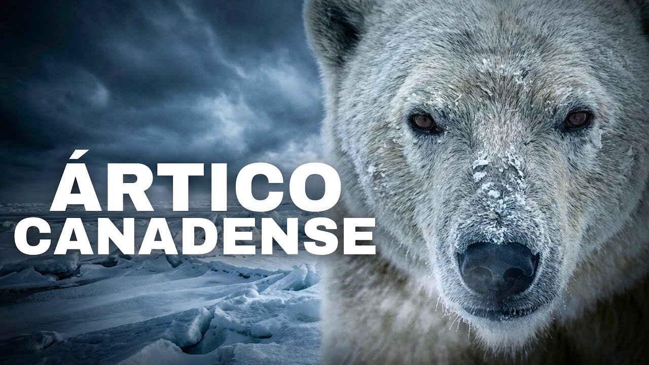 ÁRTICO CANADENSE | Vida Extrema: No Limite da Sobrevivência | Documentário 4K