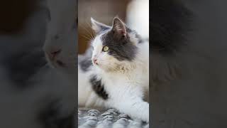 Please viral my video please YouTube viral my 2024 please viral y video that I ostnew videos on 2025