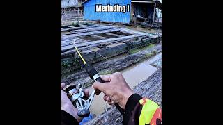 Download Lagu Merinding !! joran hampir patah ditarik mahluk kedasar sungai kalimantan #fishing #mancing MP3