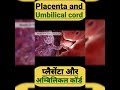placenta and umbilical cord#shortsvideo #shorts #