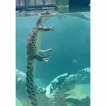 cara buaya berenang