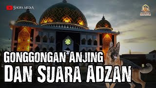 The Secret of Dogs Barking When They Hear the Call to Prayer