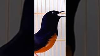 Murai Batu Gacor Bikin Emosi Lawan