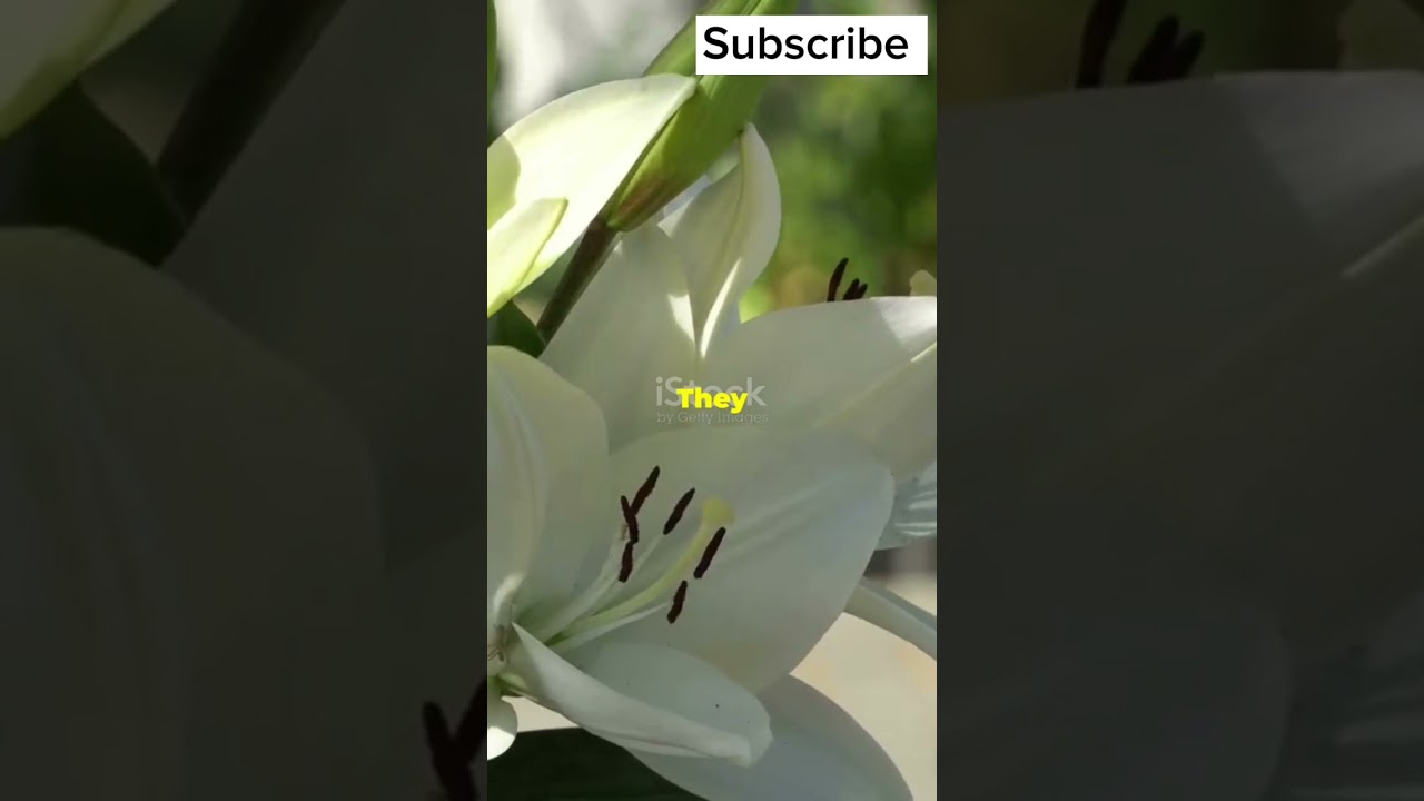 Decoding Floral Meanings: The Secret Language of Nature #facts #flowers