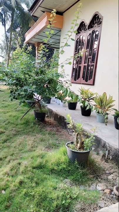Suasana pagi hari yang Tenang