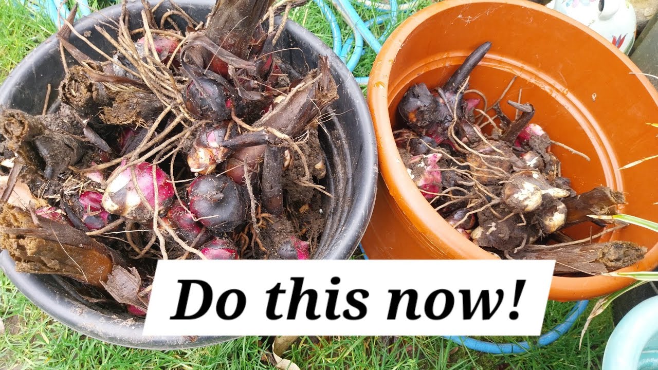 Раннее начало выращивания канн