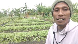 MELIHAT DEDERAN MANILO DI LAMONGAN, pertanian tembakau Lamongan