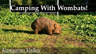 Kangaroo Valley | Camping with Wombats NSW