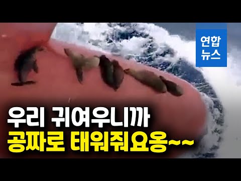 &amp;quot;우리 좀 탈게요&amp;quot; 배에 무임승차한 &amp;#39;겁없는 손님들&amp;#39;의 정체는 / 연합뉴스 (Yonhapnews)