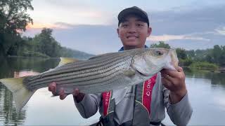 Striper Fishing at Lake Hickory, NC 7-26-22