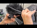 Poodle GROOMING Transformation #2 | Pet | Dog Grooming | The Dog