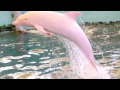 ¿Sabías que existe un delfín albino que cambiar su color blanco al rosa?