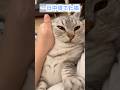 【猫動画】一日中必死に寝てた猫とママ #shorts