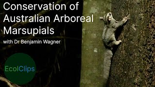 Conservation of Australian Arboreal Marsupials with Dr. Benjamin Wagner | EcolClips