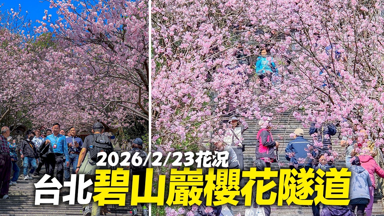 台北內湖碧山巖櫻花隧道2026/2/23花況｜4K HDR｜Taipei Bishan Temple Cherry Blossom Trail