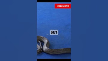 King Cobras can kill an elephant easily 😱 #facts #naturelover #wildlife #kingcobra #reptiles