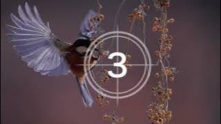 Lagu Viral - Lagu Ambon Terbaru 2023 | Lagu Inya Ririnya