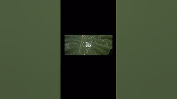 الله لطيف بعباده #راحة_نفسية #قرآن #تلاوة_خاشعة #علي_جابر