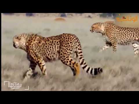 الحيوانات الأكثر فتكا في أفريقيا الناجون في السافانا جديد 2023 