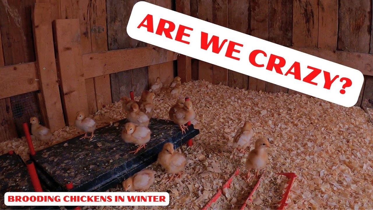 BROODING CHICKENS IN WINTER WITH JOHN DEERE GATOR HPX YouTube
