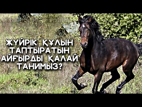 Бейне: Айдағы ең үлкен бие қандай?