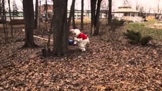 CMLife Easter Egg Hunt Promo