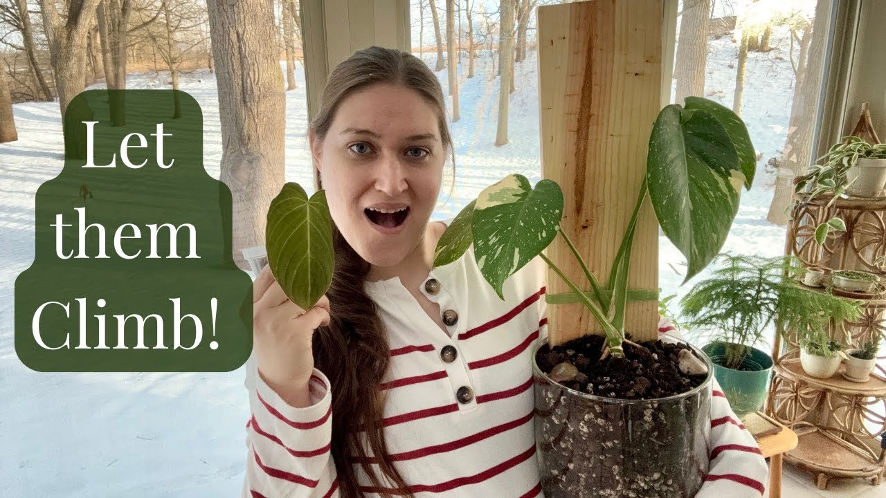 Philodendron Rescue Mission | Repotting, Planks & Propagation