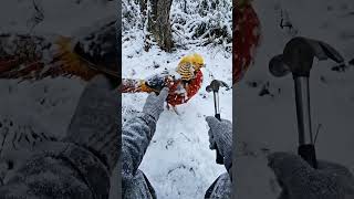 Found living rainbow trapped in the snow🌈❄️ The Golden Pheasant 🦜#goldenpheasant #wildlife #nature
