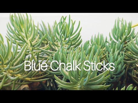 Video: Senecio Blue Chalk Plant Care - Yuav Ua Li Cas Kho Blue Chalk Succulents