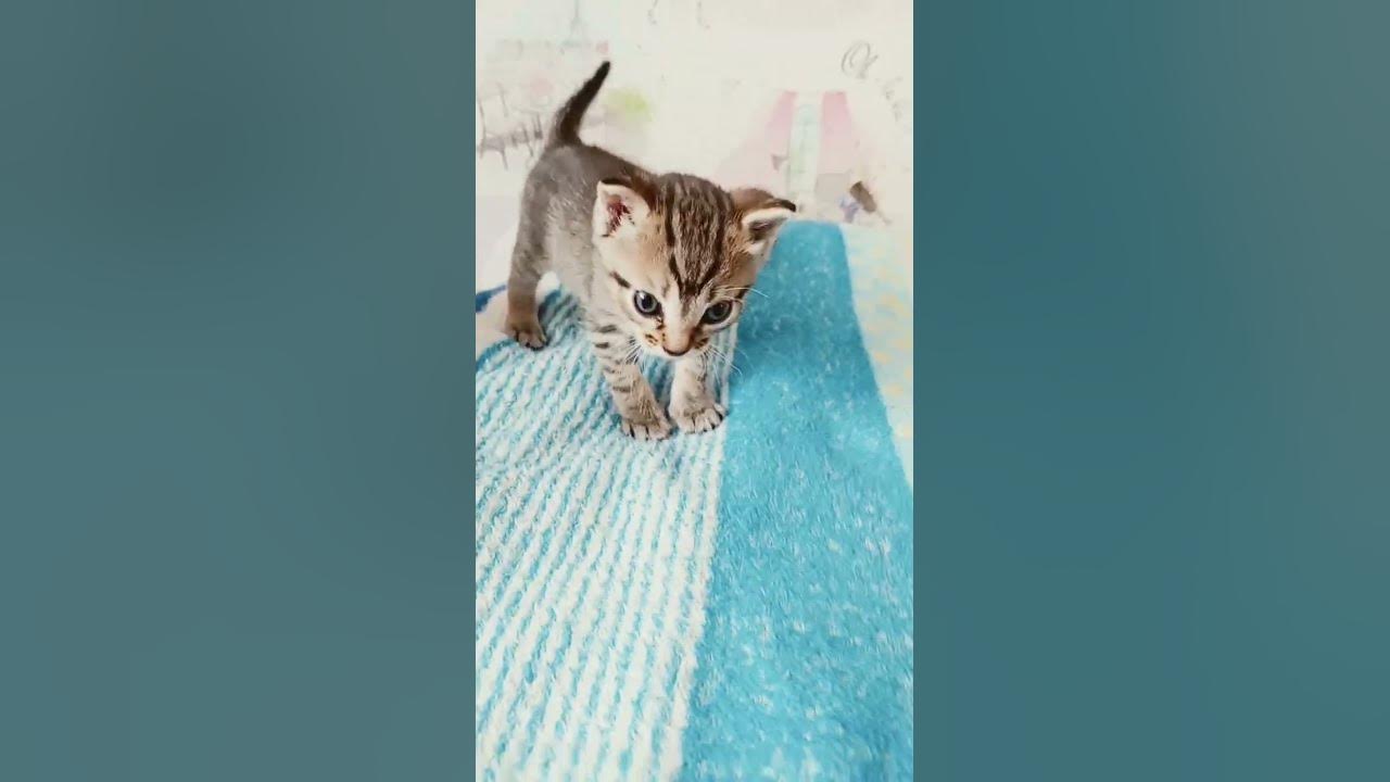 мой котит.. - YouTube