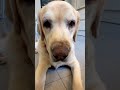 DOG #dog #cute #shorts #shortsviral #latesupdates #shortvideos #viral #love #funnycute #pets #perros