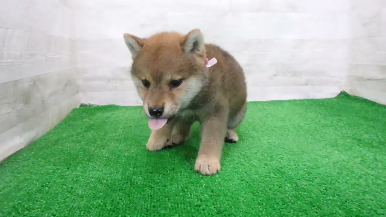 Coo&RIKU No.00769005 柴犬 - YouTube