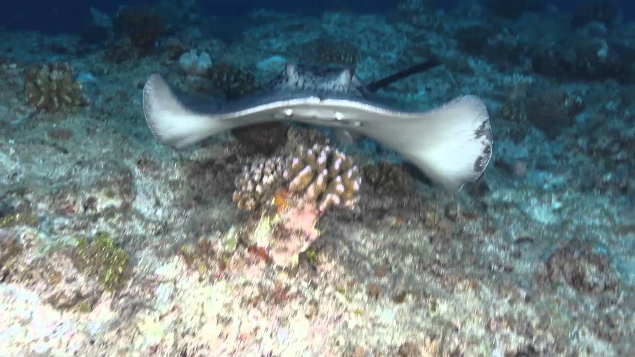 Les Bancs du Geyser 2016 YouTube