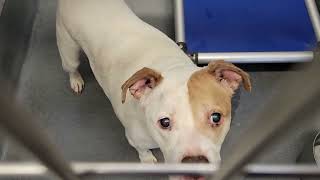 acs A662444