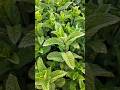 Grow Mint Easily at Home 🌿 | Benefits of Growing Mint Indoors