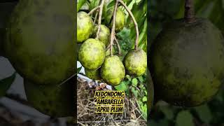 Panen Kedondong #kedondong #ambarella #aprilplum