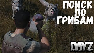 Отслеживание игроков с помощью гриба - Dayz