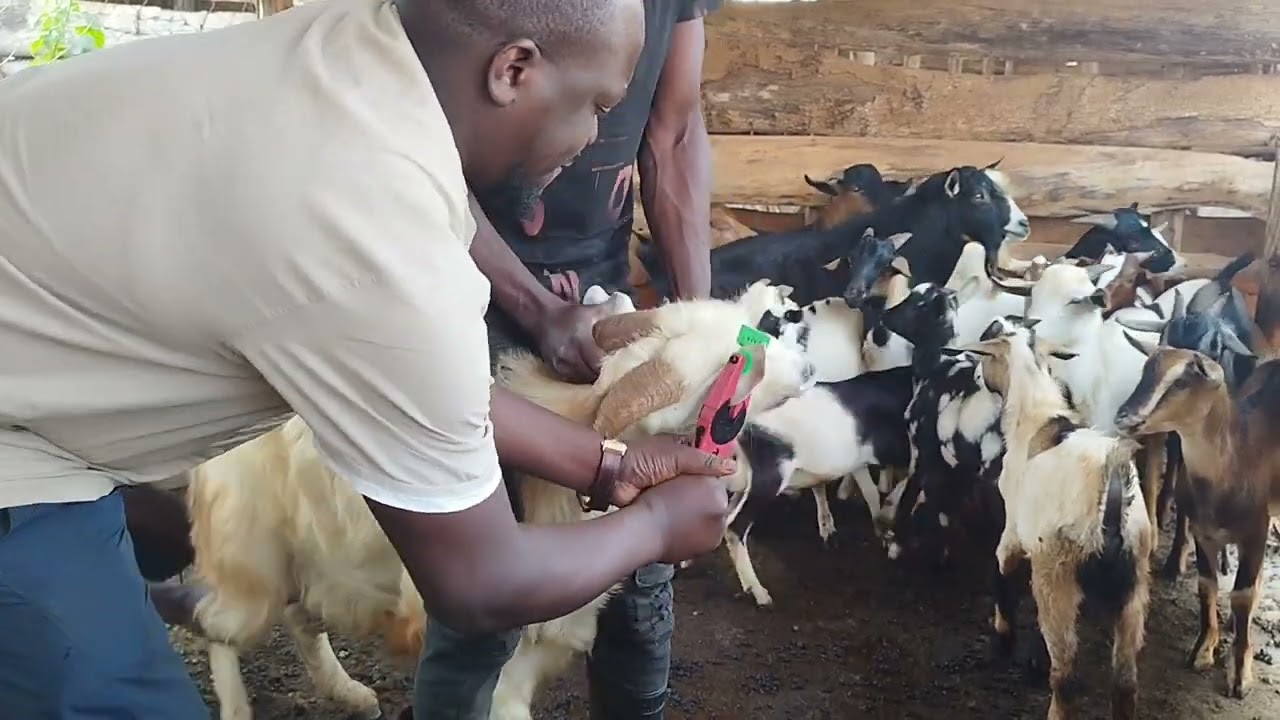 Applying ear tags on goats 🐐 for easy identification