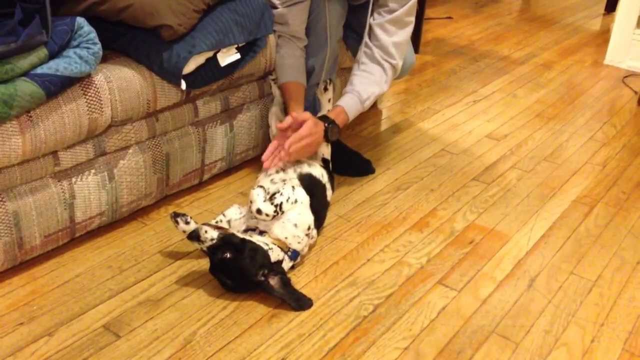 Dog Massage! YouTube