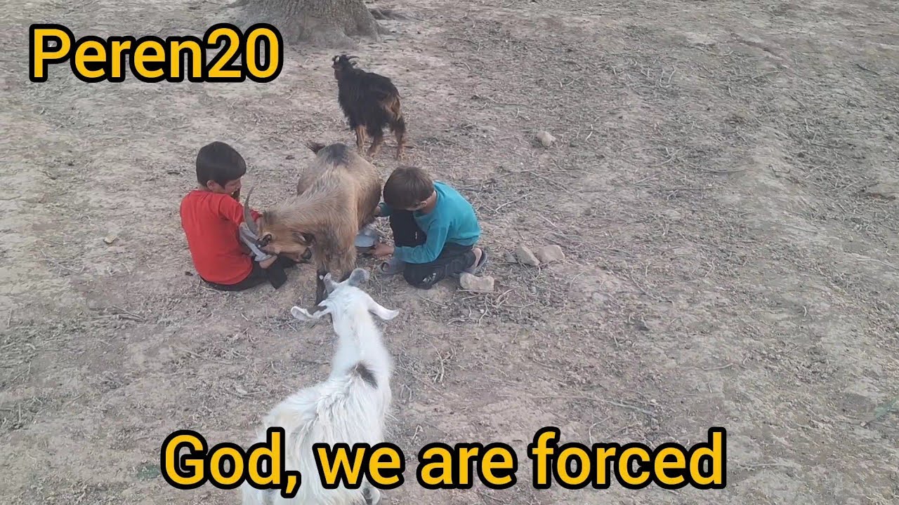 ۱۲ سپتامبر ۲۰۲۴Milking the sheep of a strange man who could not get ...