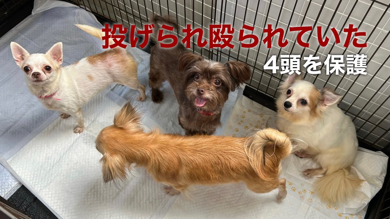 【劣悪ブリーダーよりレスキュー】もう虐待に耐えなくていいよ