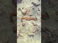 Bearded fireworm Playa del Carmen Mexico tropical Caribbean Sea tidal pool beach animal life #nature