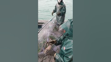 Cuộc sống dân biển p94. Kéo lưới trúng mánh vào ổ mực nang của tàu 969  fishing #danbien  #shorts