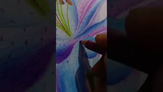 Realistic flower drawing (Lily) ? #shorts #youtubeshorts #lily #trending